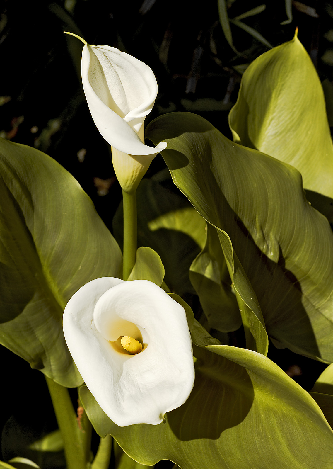 calla lily 03