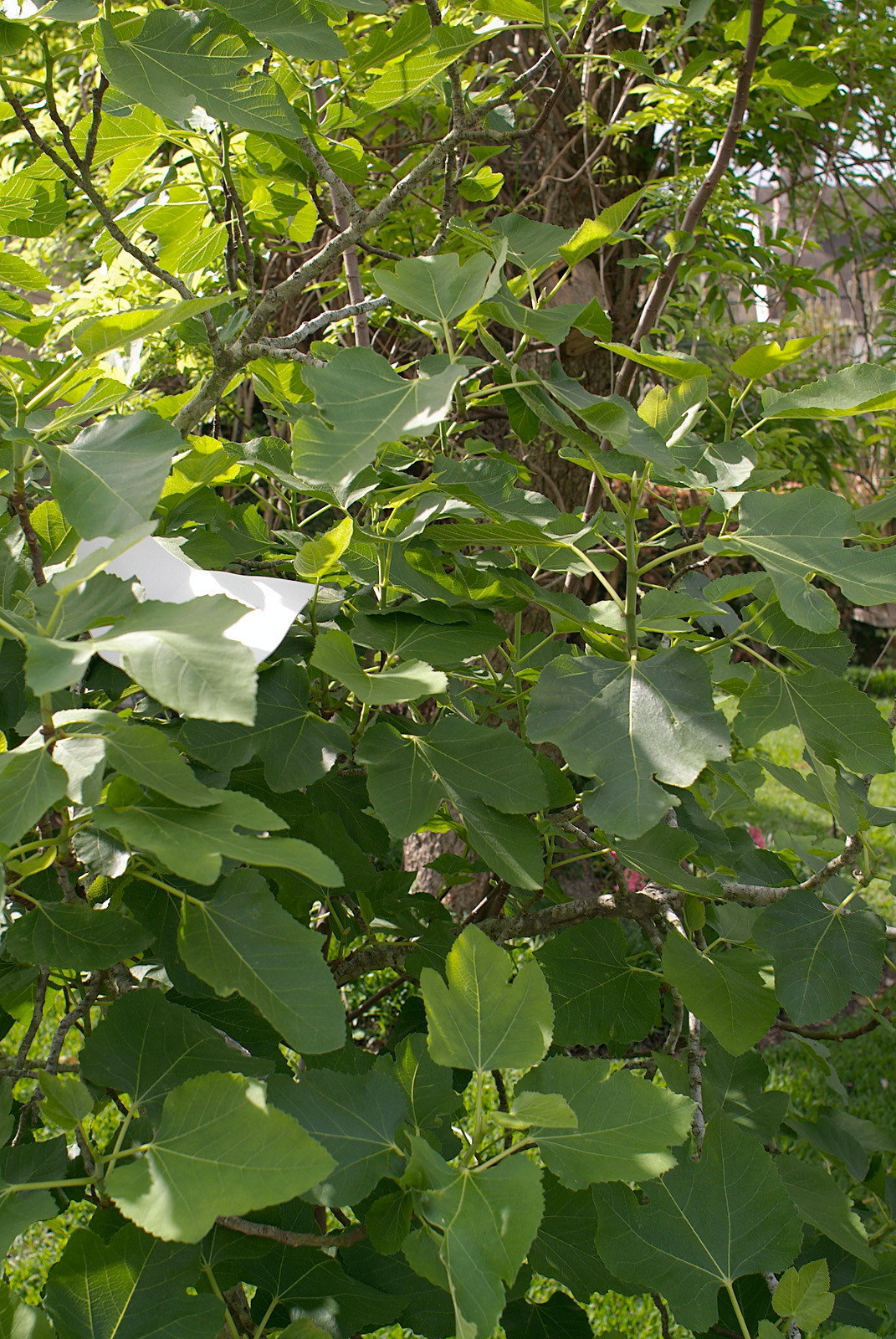 fig test Fuji S3 awb