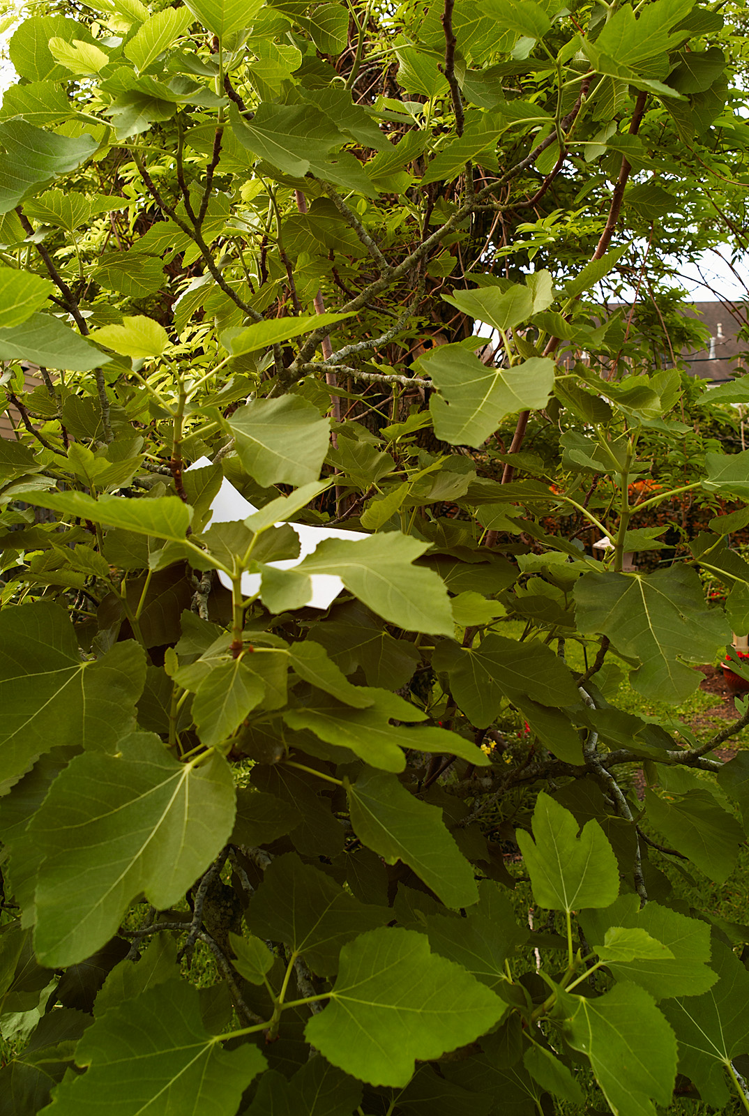 fig test Leica without ir cut C1 JHR v1 chrome