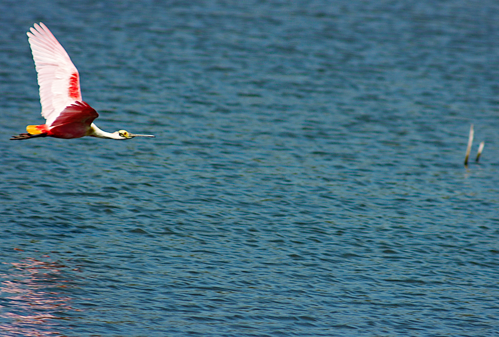 Roseate spoonbill 04