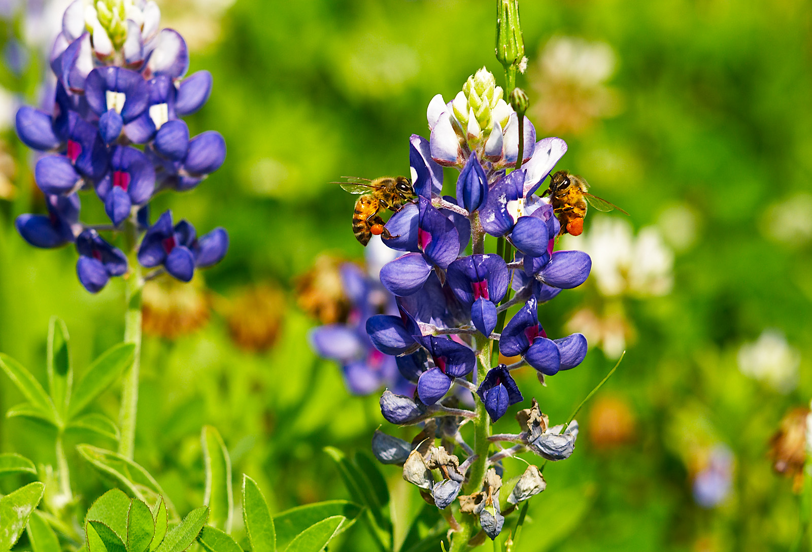 bluebonnets TC Jester 02