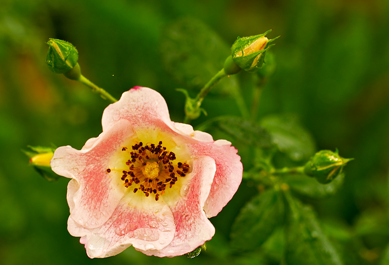 old rose 02