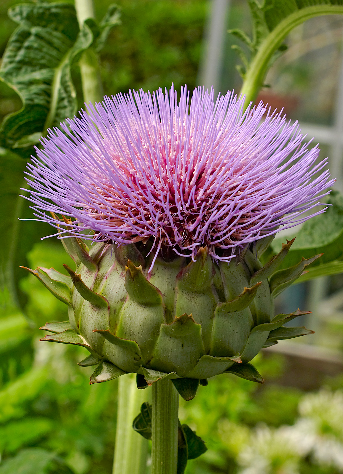 artichoke 05
