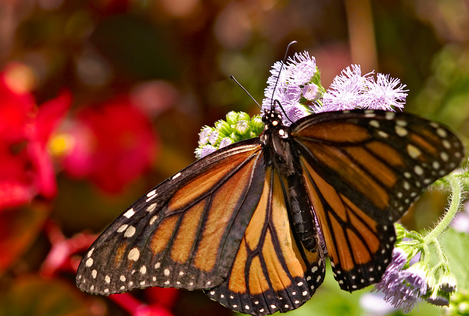 monarch butterfly 34