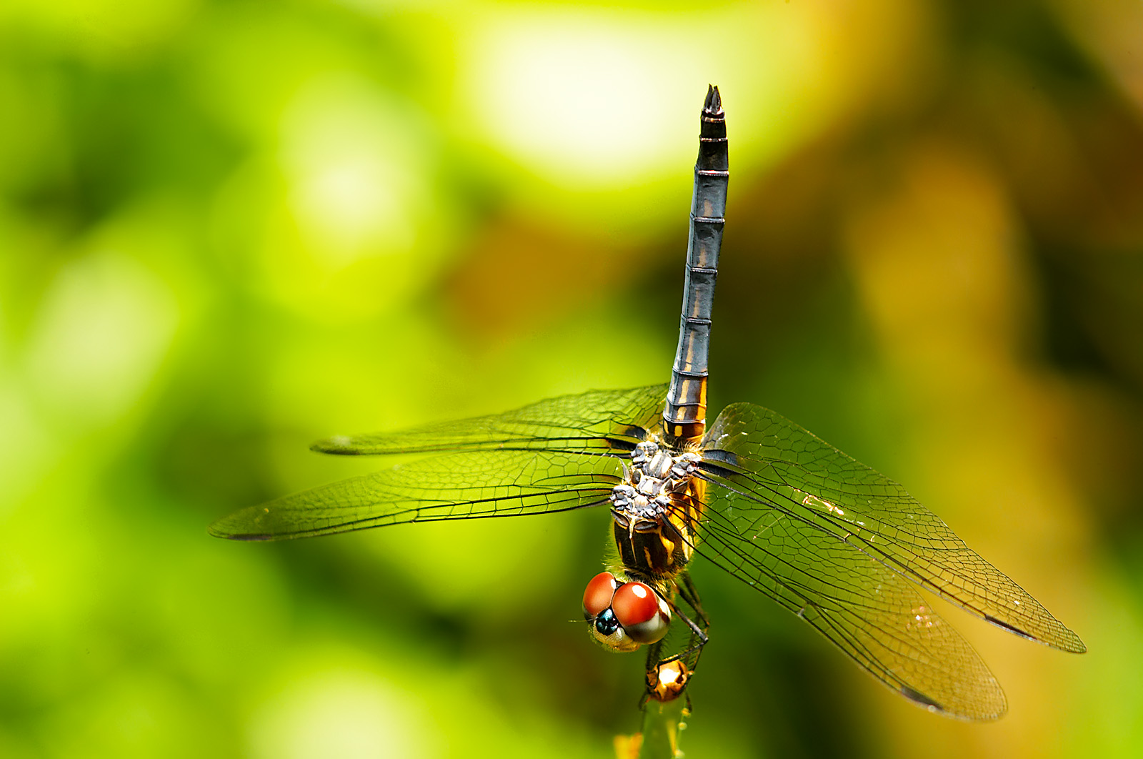 dragonfly bb 01