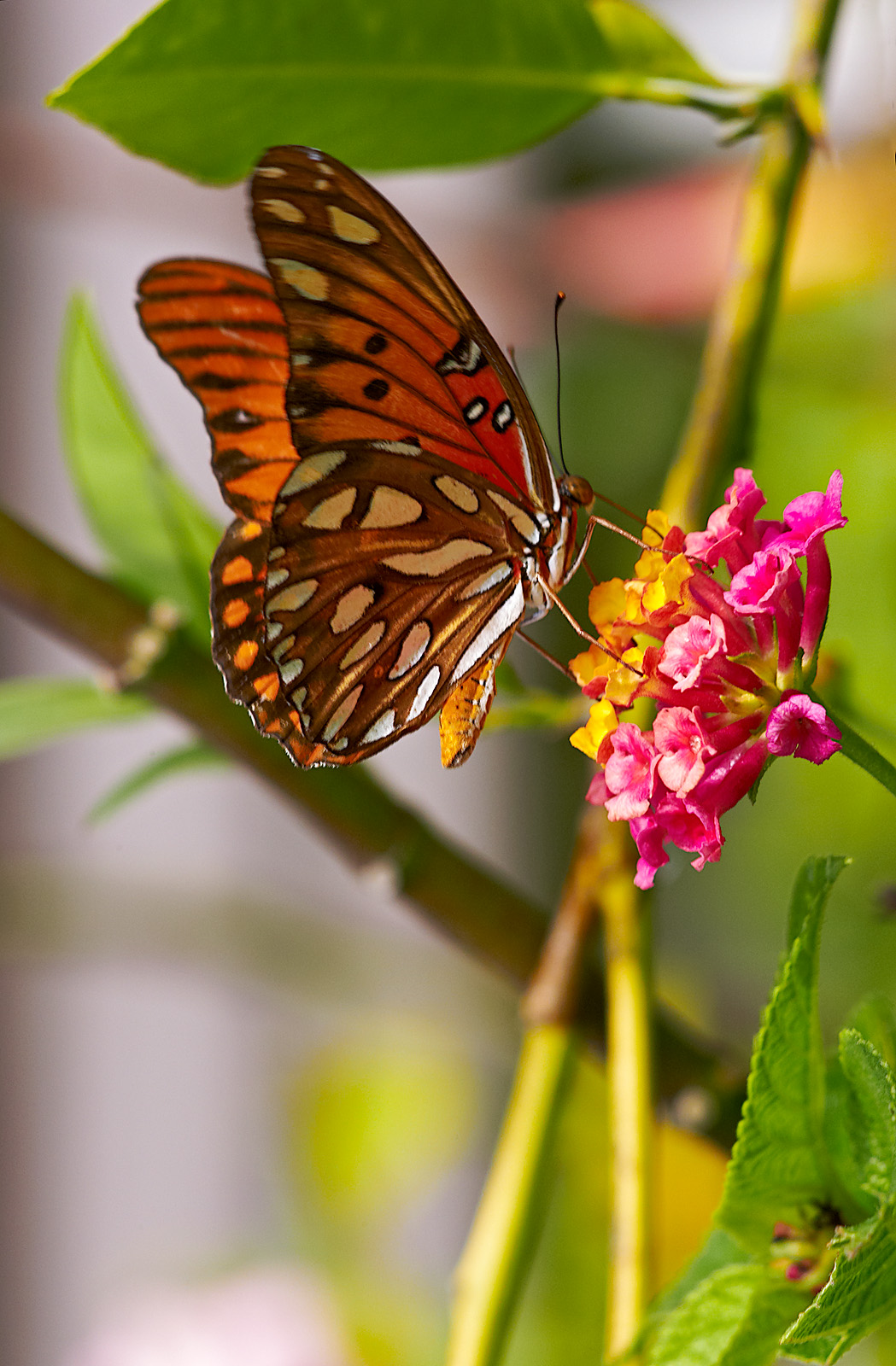 gulf fritillary 33