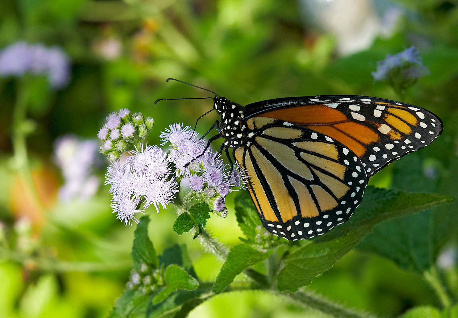 monarch butterfly 43