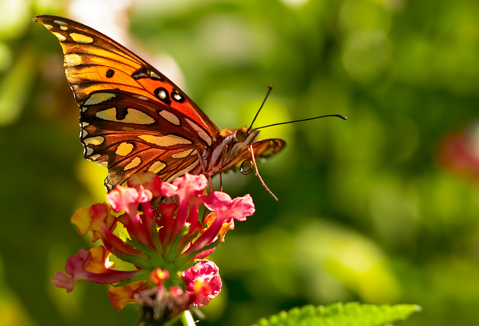 gulf fritillary 37