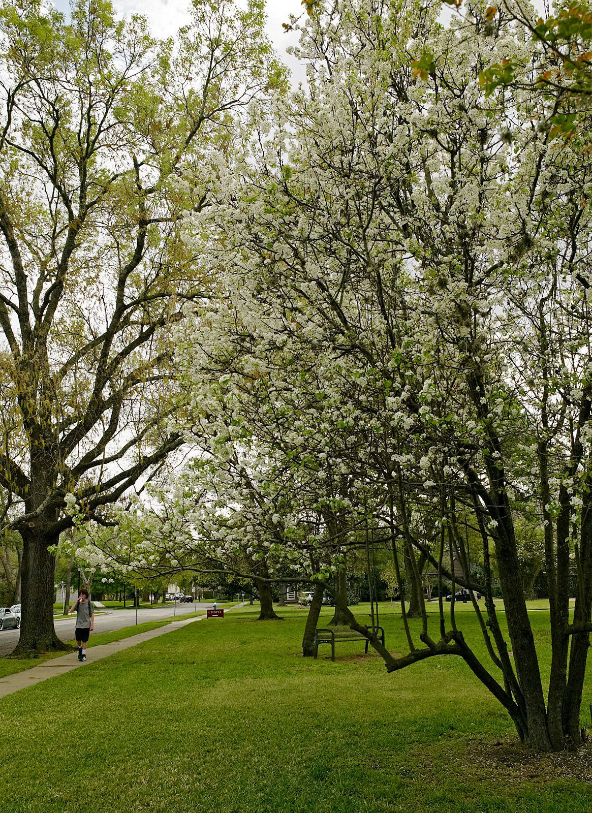 DeMenil Park in early spring 01