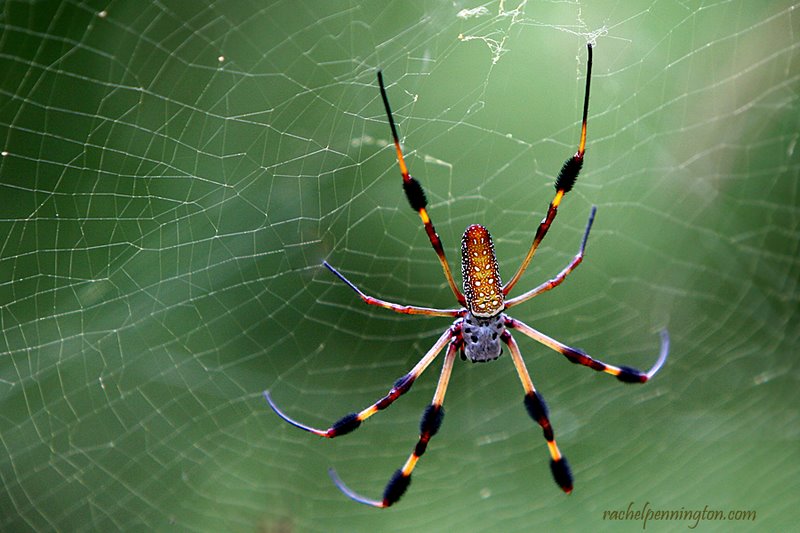 Golden Silk Orb Weaver