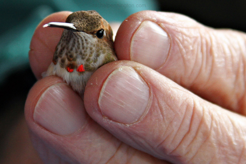 Rufous Shimmer