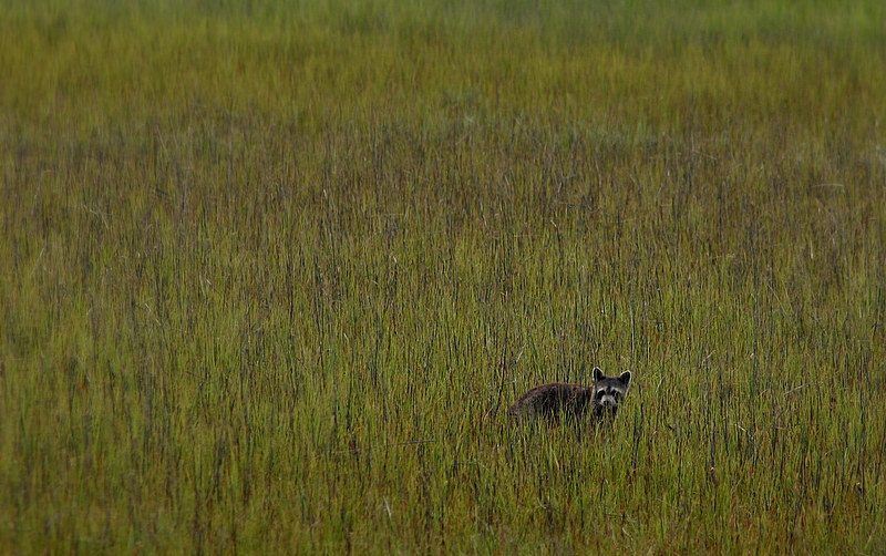 Marsh Raccoon