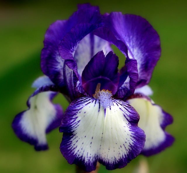 Iris