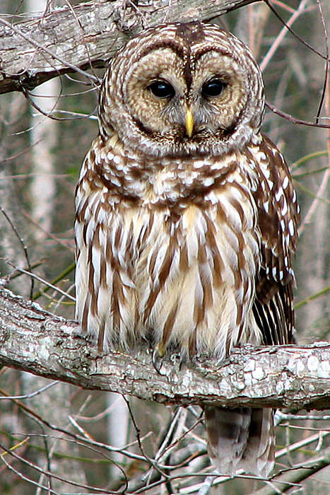 Barred Owl