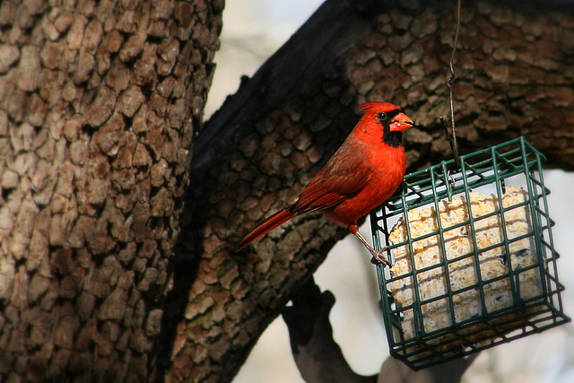 Northern Cardinal, male