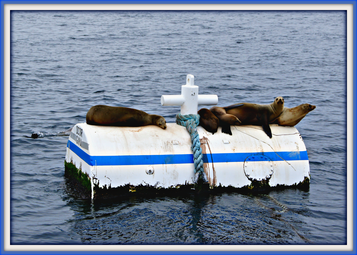 Floating Hangout