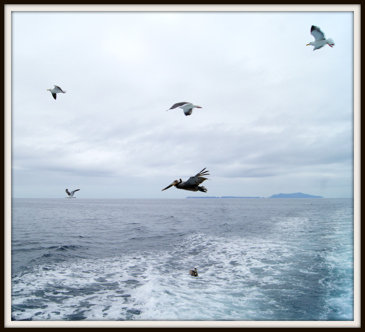 The Birds