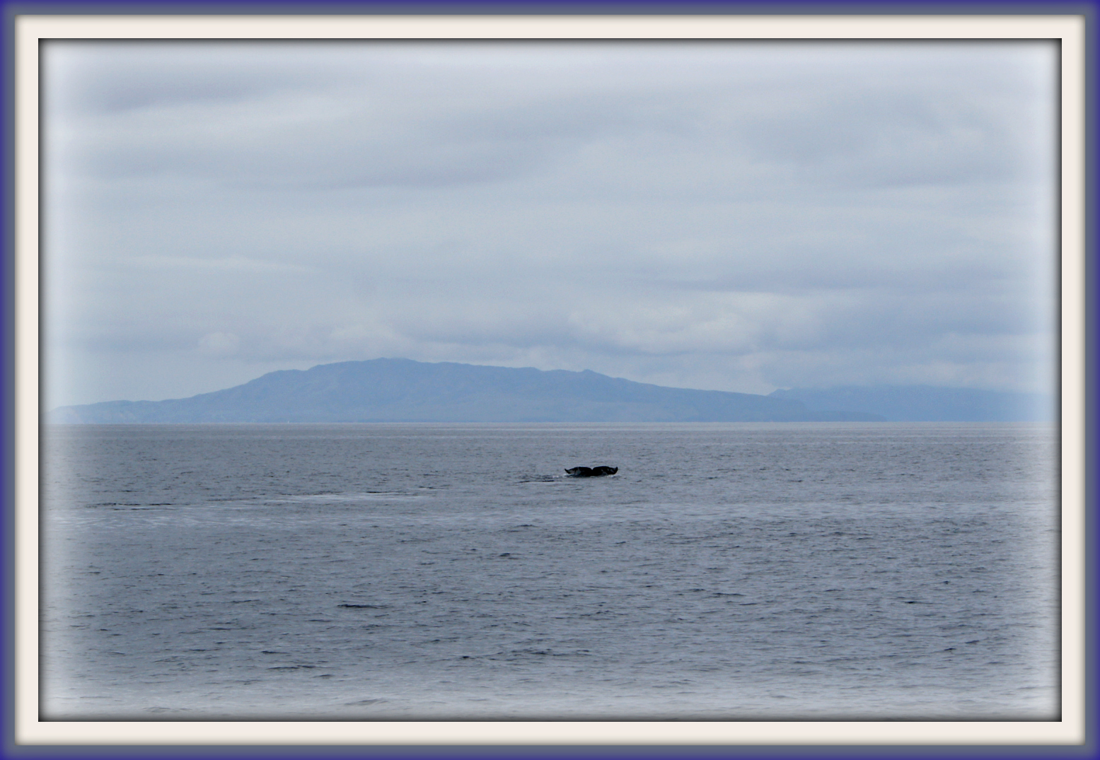 Whale Tail