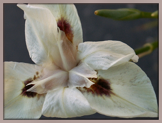 Delicate