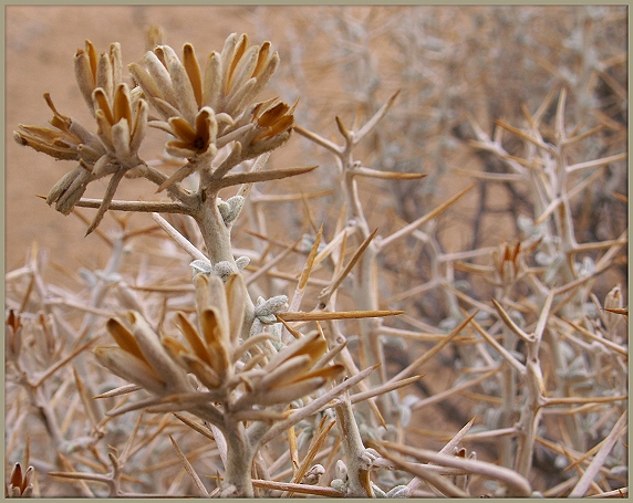 Serious Thorns