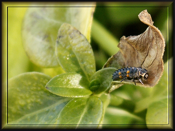 Ladybird Larvae