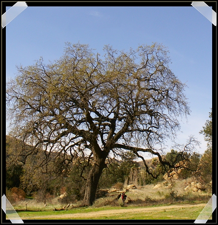 Grand Old Oak