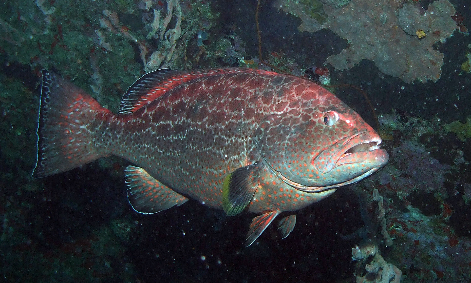 red black grouper