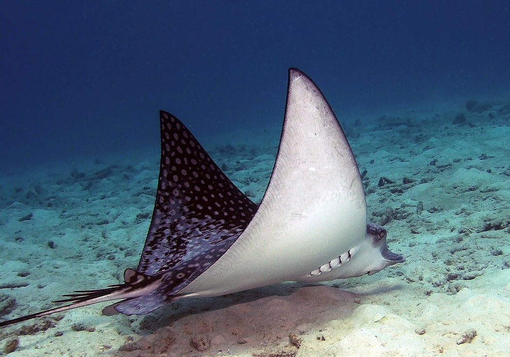 Spotted Eagle Ray