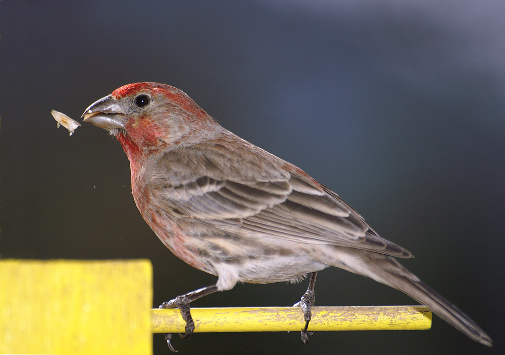 House Finch Eating Sunflower Seed.