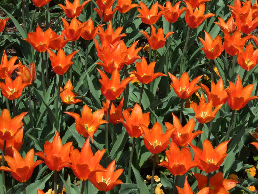 Tulips Orange