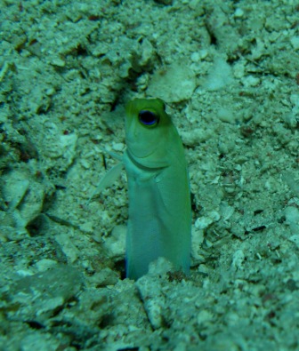 IMG_1009.JPG