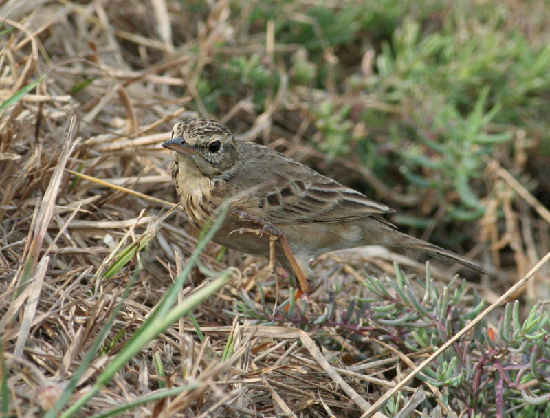 Paddy-field Pipit