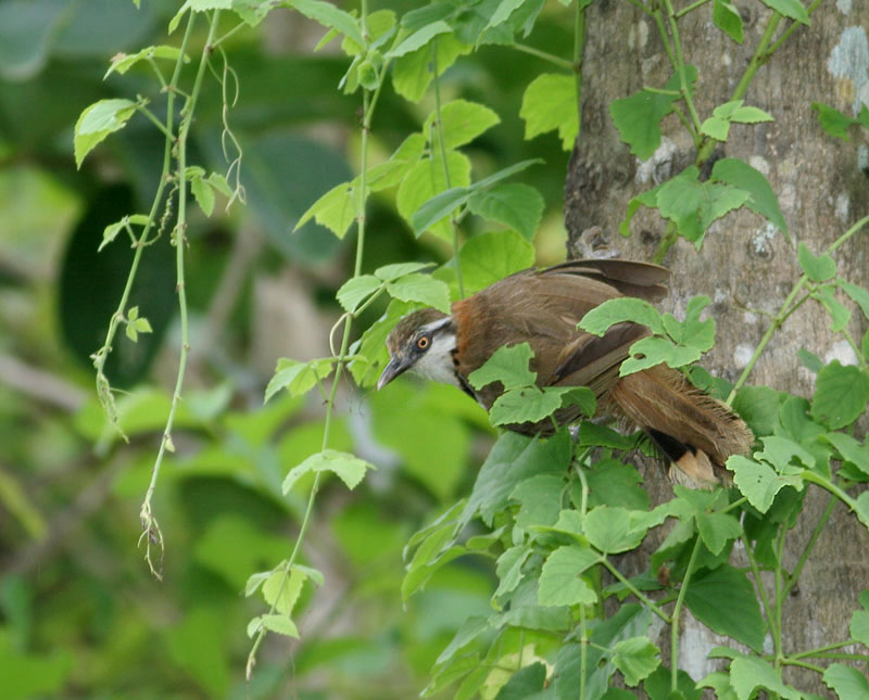 Lesser-necklaced Laughingthrush