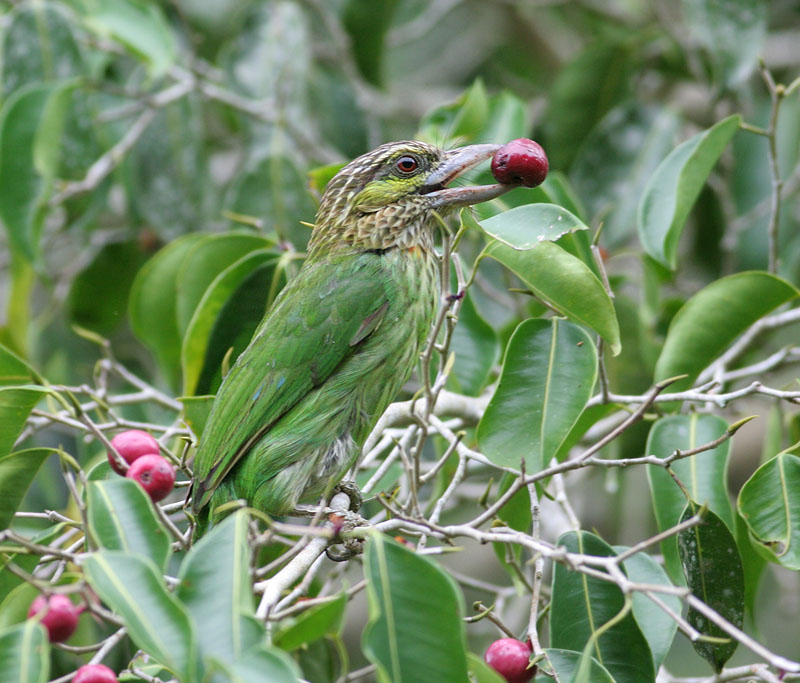 Green-eared Barbet