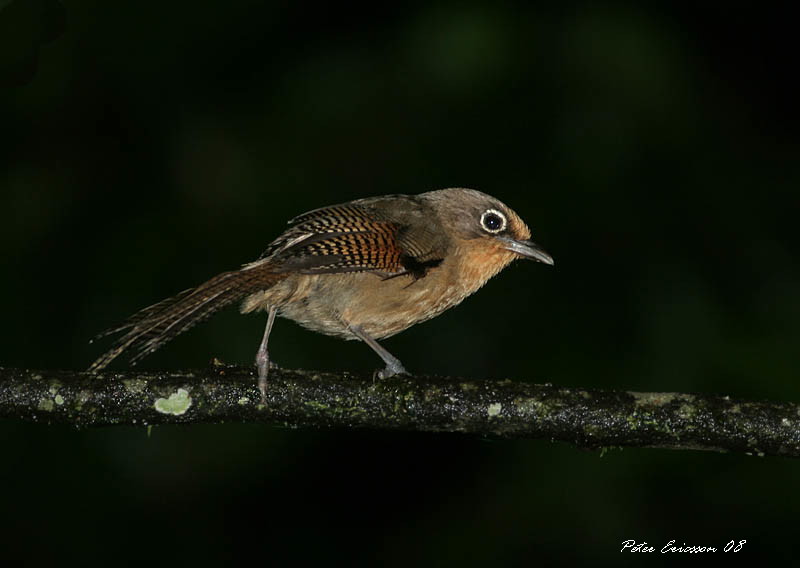 Spectacled Barwing