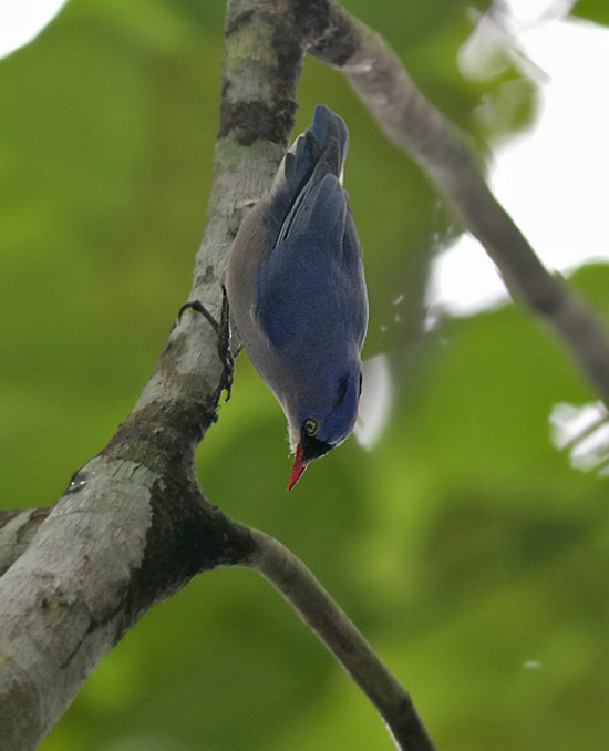 Velvet-fronted Nuthatch