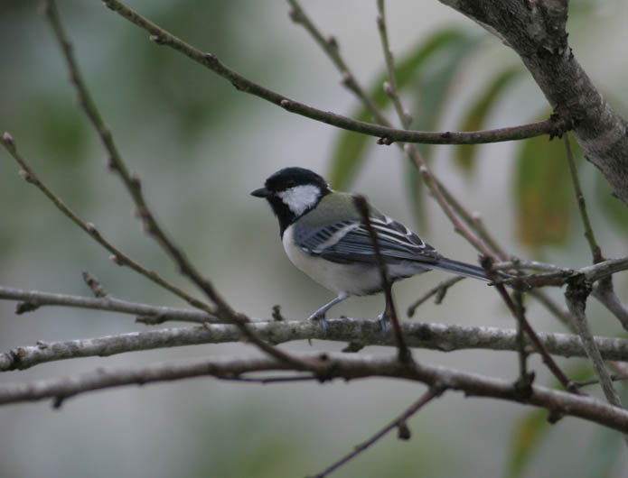 Japanese Tit
