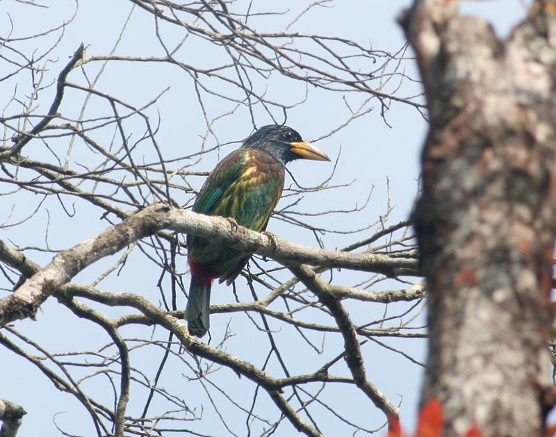 Great Barbet