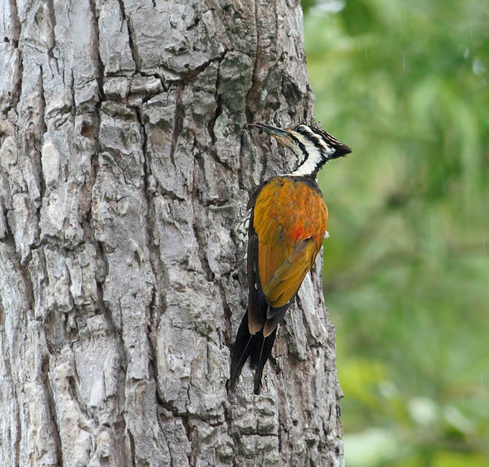 Common Flameback