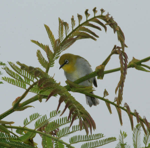 Swinhoe's White-eye