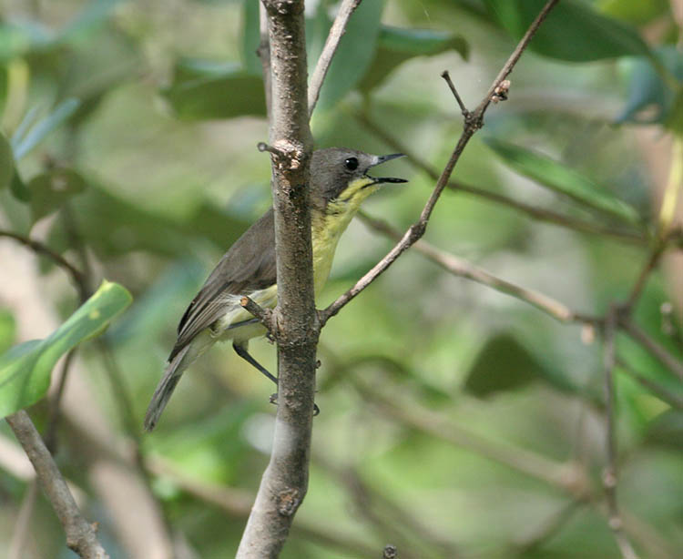 Golden-bellied Gerygone