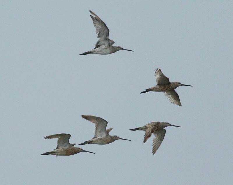 Asian Dowitchers