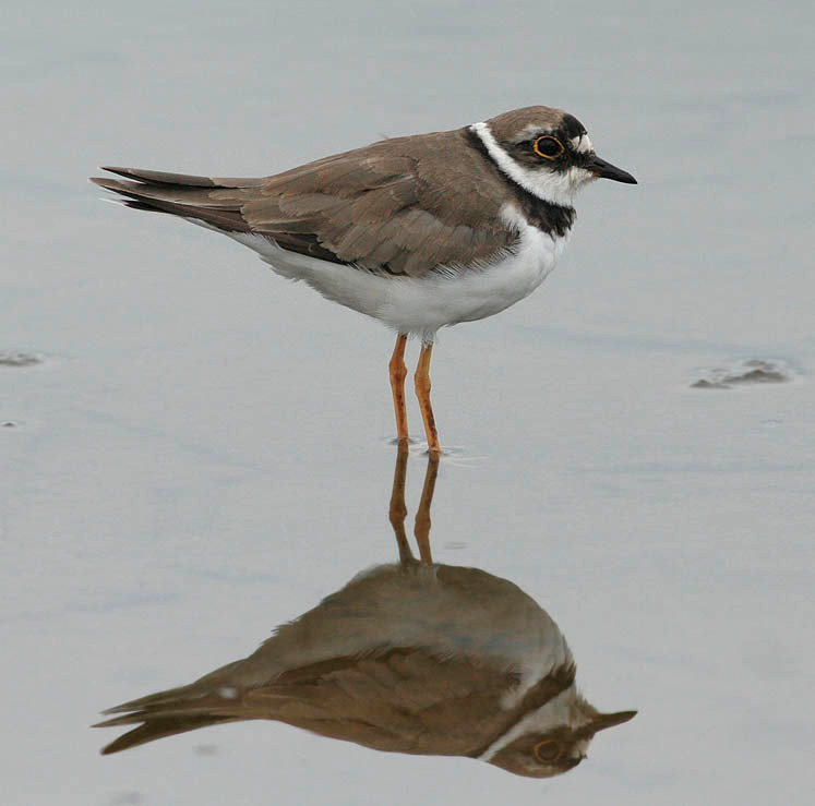 Little Ringed Plover