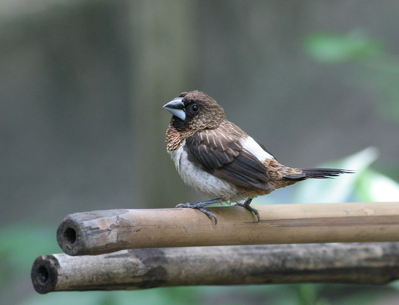 White-rumped Munia