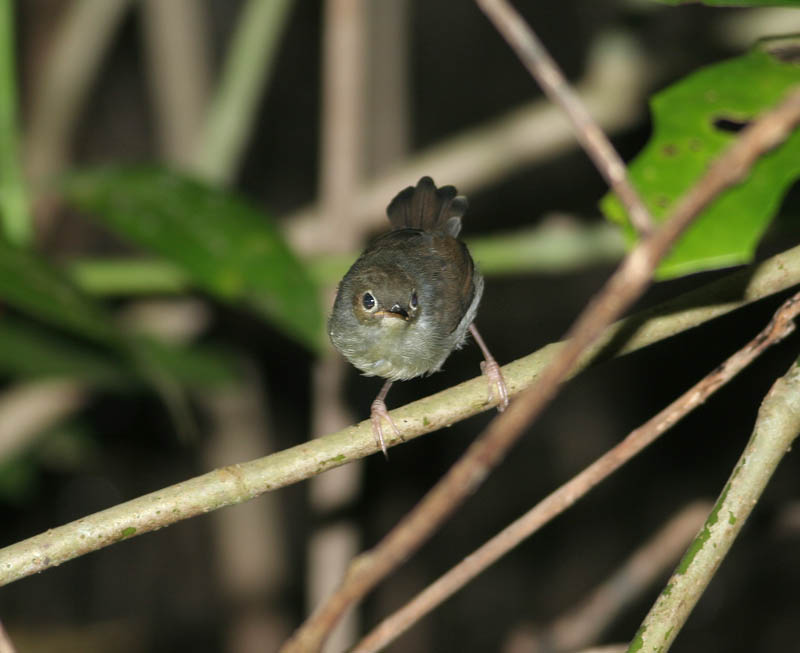 Ashy Tailorbird, juvenile