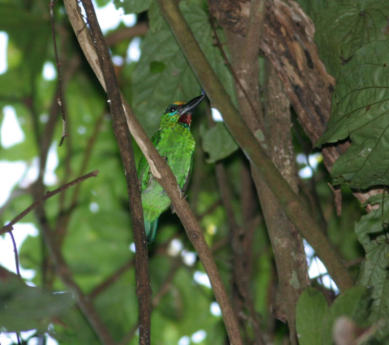 Red-throated Barbet
