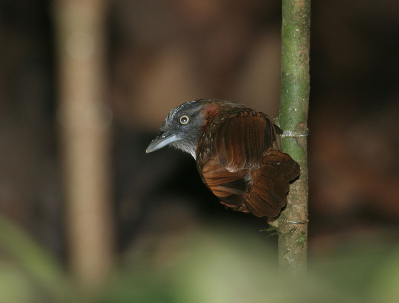 Grey-headed Babbler