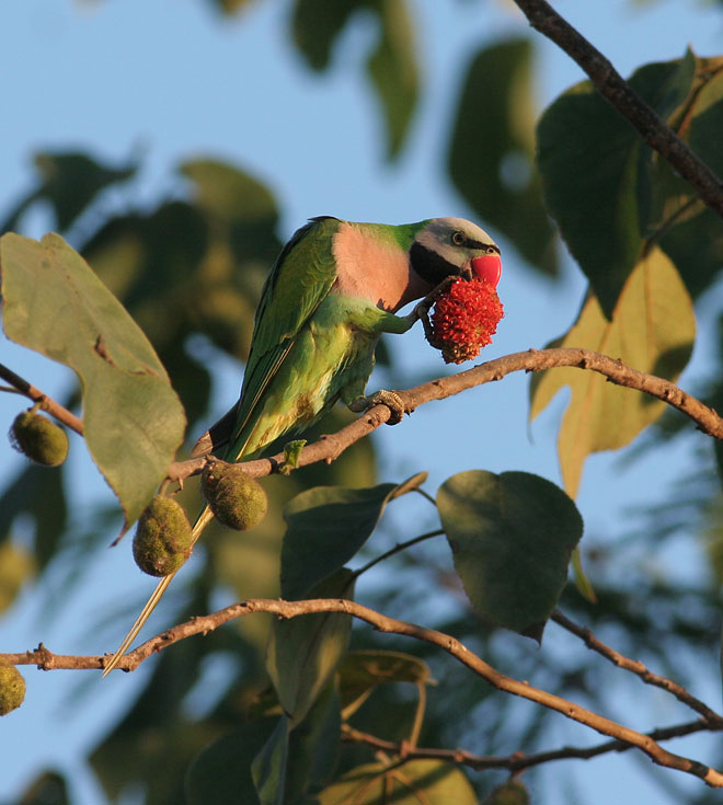 Red-breasted Parakeet, male