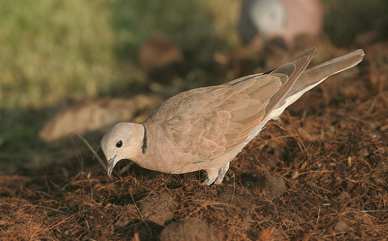 Red Collared Dove, female