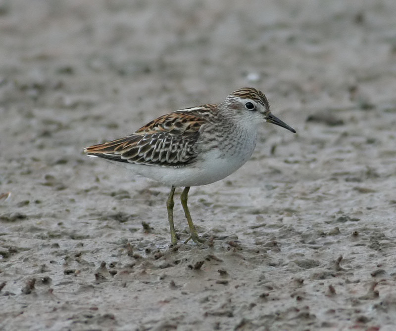 Long-toed Stint